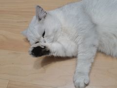 -猫尾侦探俱乐部·剧本杀·狼人杀