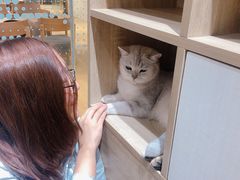 -藏猫猫咖啡主题馆(中央大道店)