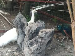 -西双版纳总佛寺