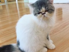 -momokira米努特·德文卷毛猫·棉花面纱犬