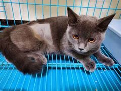 -乐琪宠物医院·犬猫专科·骨外科·急重症