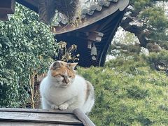 -龙华素斋(龙华路店)