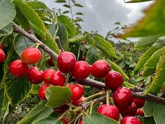 -北宅大永樱桃采摘基地(崂山总部)