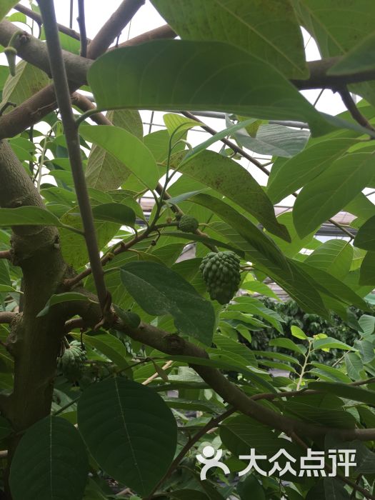 玲珑湾生态园图片 - 第2张