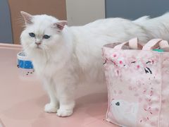 -1013 PET SHOP 宠物商店(近铁城市广场店)