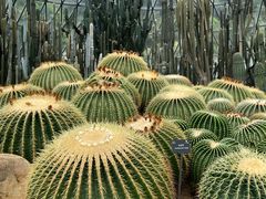 -深圳仙湖植物园