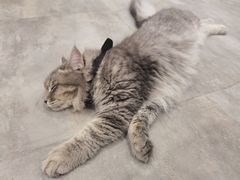 -楼上猫咖(罗湖店)