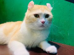-Heymao猫咖.咖啡厅(东门店)