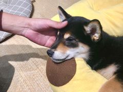 -逗柴咖啡屋·狗咖猫咖宠物桌游