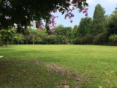 -南宁良凤江国家森林公园