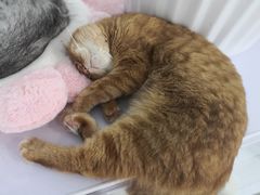 -喵的天空名猫咖啡馆·撸猫·猫舍·用品