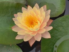 -中国科学院华南植物园
