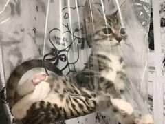 -宠颐生宠物医院外科·内科·皮肤科·影像科(石龙店)