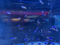 -海合安成都极地海洋公园