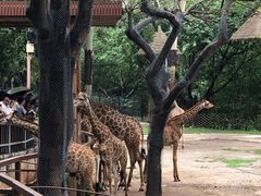 -深圳野生动物园
