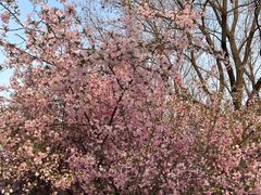 -洛阳市隋唐城遗址植物园