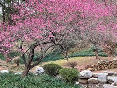 -庐山风景名胜区-东林大佛