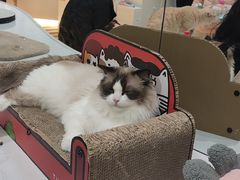 -COLOR PETS 撸猫馆·购猫·猫咖(长风大悦城店)