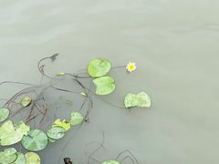 -南翔镇银翔湖公园