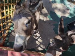 -萌宠亲子动物乐园(槐房万达店)