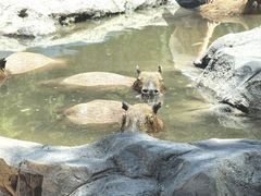 -上海野生动物园