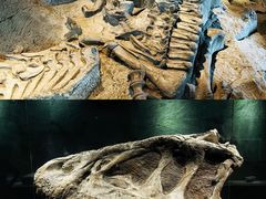 -自贡恐龙博物馆