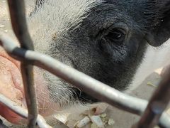 -石家庄市动物园