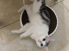 -柚子猫舍·精品猫舍购猫·猫咪认养·购宠·宠物店