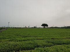 -雪绿茶博物馆