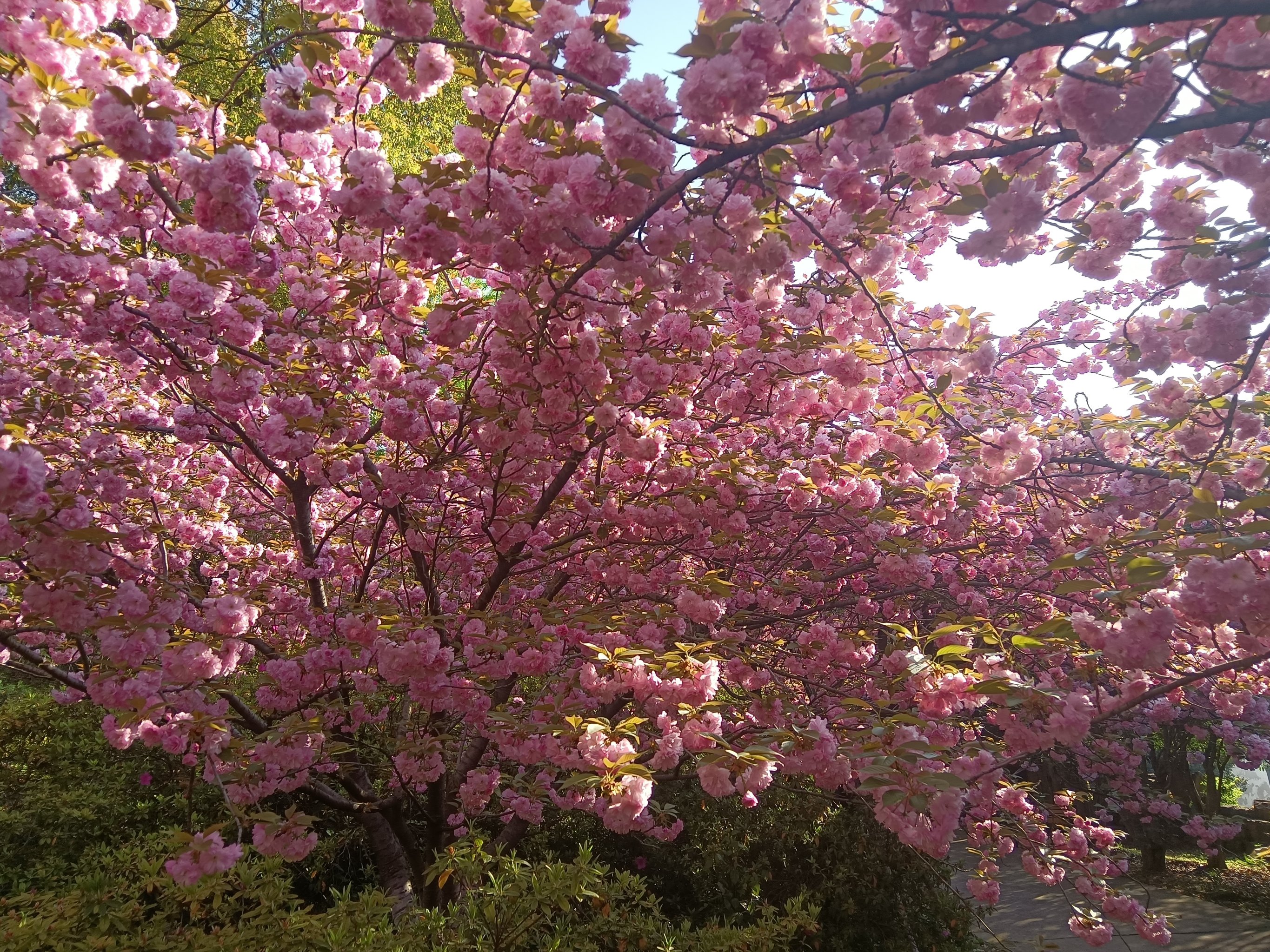 青山公园樱花谷