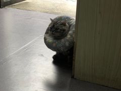 -安安宠医宠物医院·异宠·犬猫内科(岳阳分院)