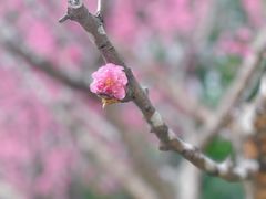 -望江楼公园