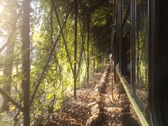 -合肥滨湖国家森林公园