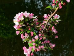 -海棠花溪(元大都城垣遗址公园)