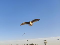 -乌梁素海景区