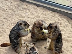 -西霞口神雕山野生动物世界
