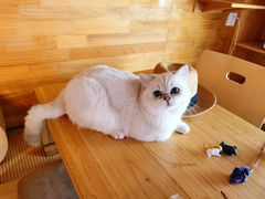 -喵屿·大理花园猫咖