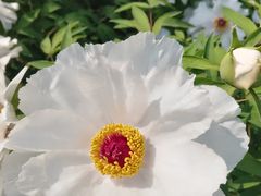 -洛阳市隋唐城遗址植物园