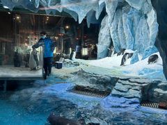 -帝企鹅自助餐厅•儿童岛•真企鹅(长隆企鹅酒店)