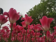 -石家庄市植物园