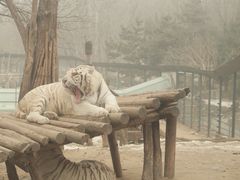 -北京野生动物园