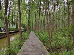 -合肥滨湖国家森林公园