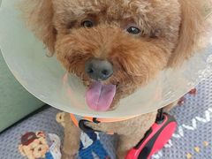 -北京恒爱动物医院(清景园分院)