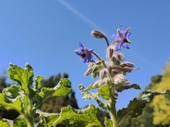 -国家植物园南园