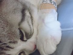 -美联众合动物医院·24h京西诊疗中心