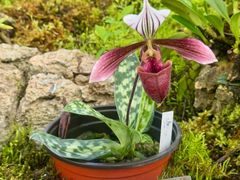 -国家植物园南园