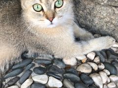 -喵屿·大理花园猫咖