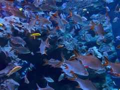 -成都浩海立方海洋公园