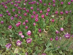 -长春公园(普阳街道)