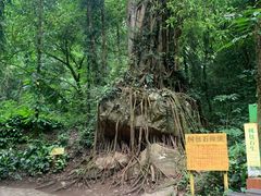 -莫里热带雨林景区